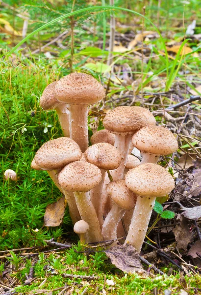 Honey fungus (Armillaria) — Stock Photo, Image