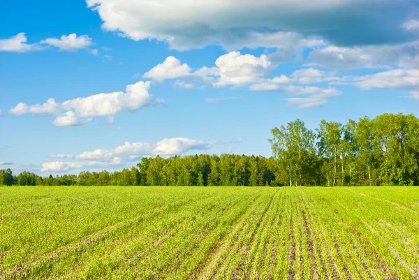 Young crops — Stock Photo, Image