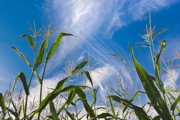 Maïs planten tegen hemel — Stockfoto