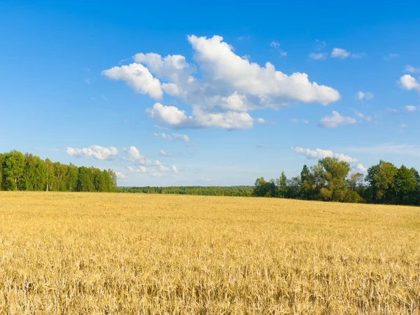 Jęczmień pole — Zdjęcie stockowe