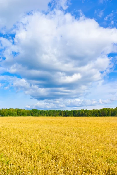 Campo d'orzo — Foto Stock