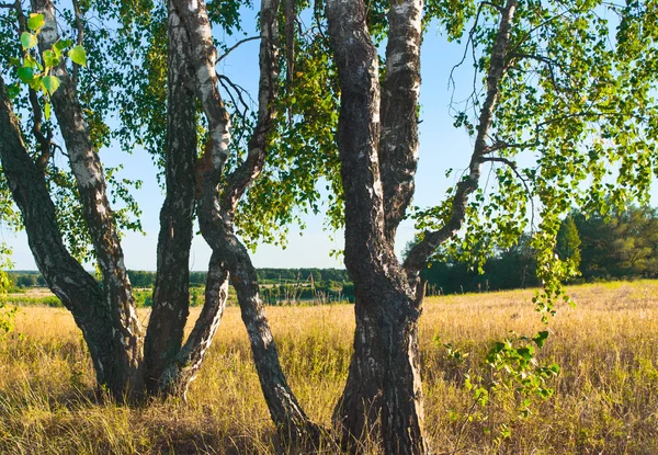 Stammar av björkar — Stockfoto