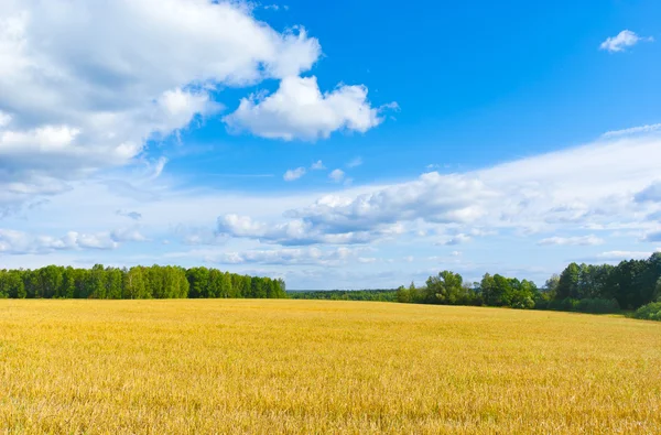 Zomer scène — Stockfoto