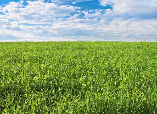 Grüne Wiese — Stockfoto