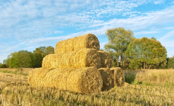 Pilha de palha em um campo de foice — Fotografia de Stock