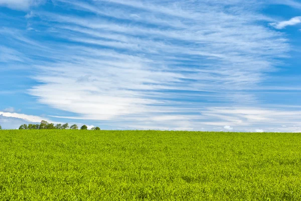 Green crops under striped clouds — Stock Photo, Image