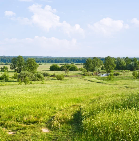 Zomer scène — Stockfoto