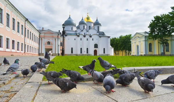 Pombos na praça — Fotografia de Stock