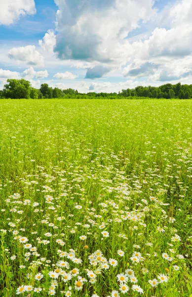 Daisies — Stock Photo, Image