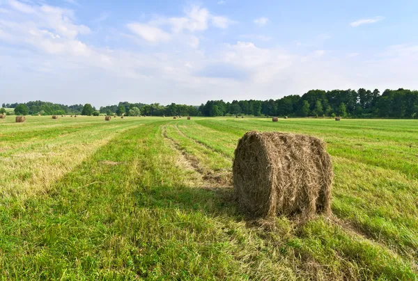 Heuernte — Stockfoto