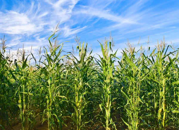 Plantación de maíz Fotos de stock libres de derechos