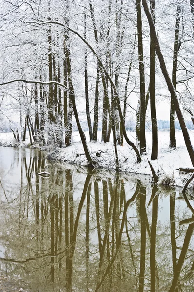 Eerste sneeuw — Stockfoto