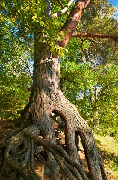 Roots — Stock Photo, Image