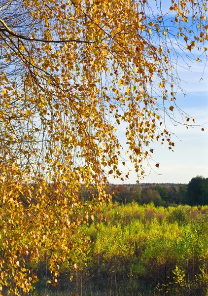 Berkenbladeren in de herfst — Stockfoto