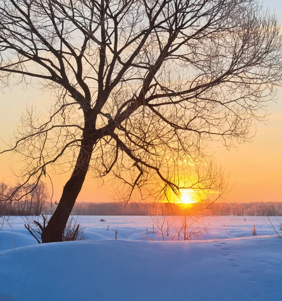 Vintern sunrise — Stockfoto