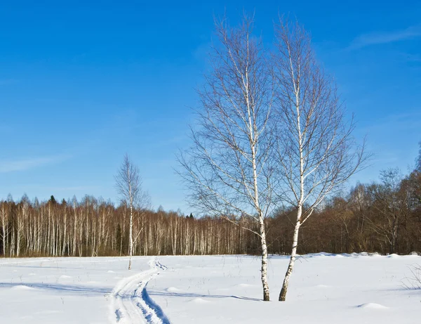 Invierno en un bosque — Foto de Stock