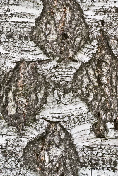 Eski Huş kabuğu — Stok fotoğraf