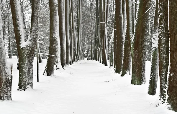 Park zimą — Zdjęcie stockowe