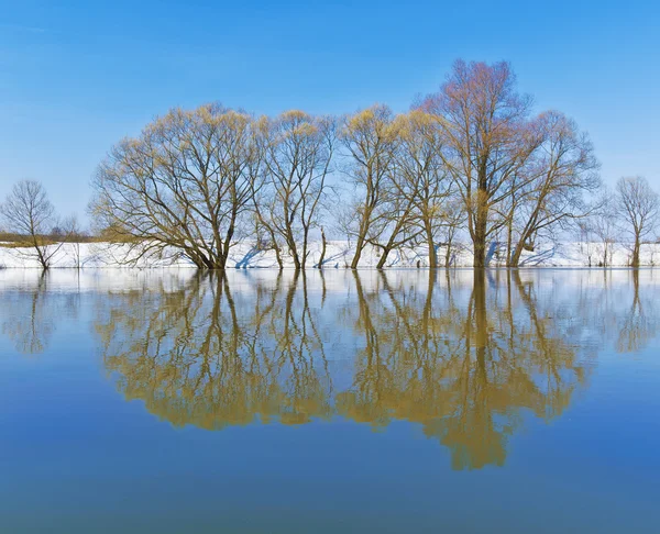 Willows speglas i en färsk våren — Stockfoto