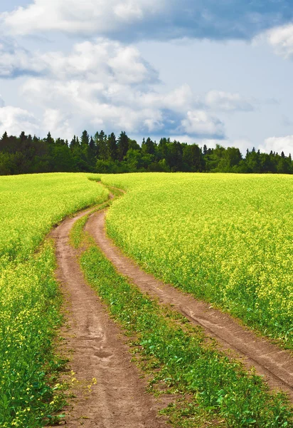 Sommar scen i Ryssland — Stockfoto