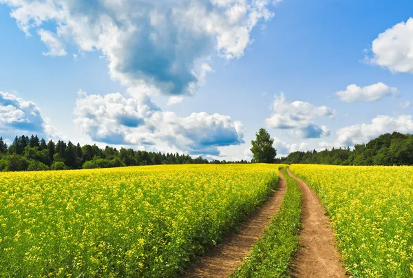 Strada di campagna attraverso il campo di stupro — Foto Stock