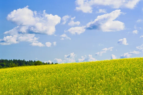 Giornata ventosa — Foto Stock