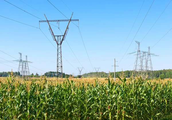 Elektrische hoogspanningslijnen over maïsveld — Stockfoto