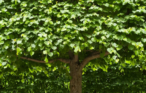 Linden dans le parc — Photo