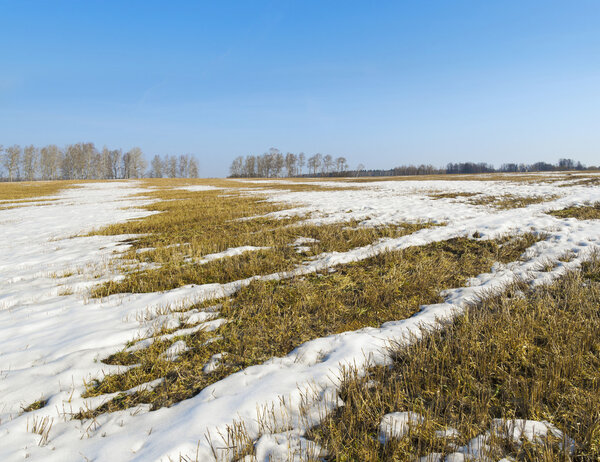 Весной оттаяли пятна на поле
