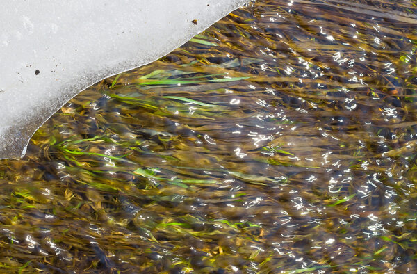 Весеннее таяние снега
