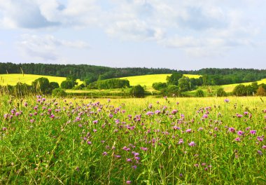 Benekli knapweeds (centaurea maculosa)