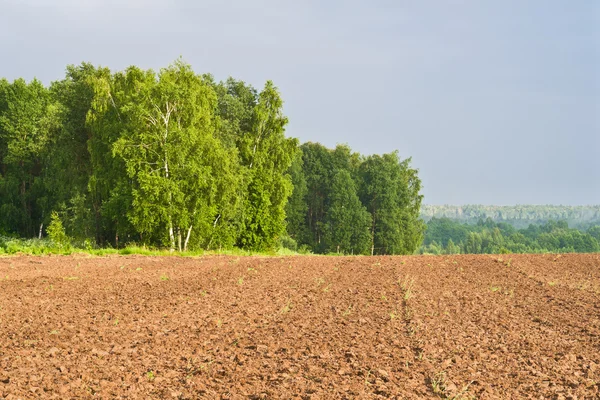 Lente in platteland — Stockfoto