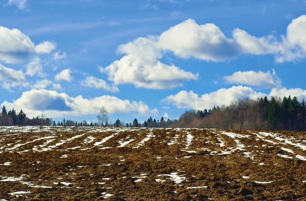 Un campo in primavera — Foto Stock