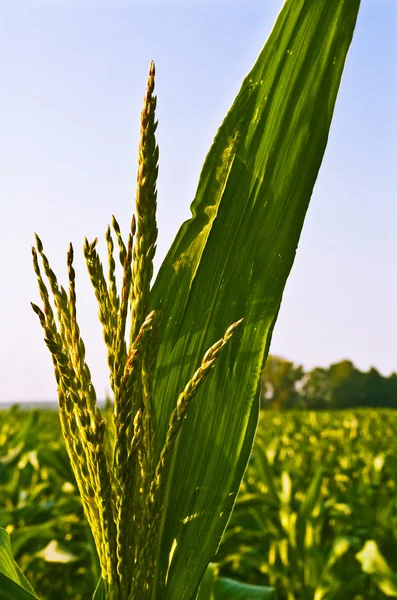 Samčího květenství z kukuřice (zea mays) — Stock fotografie