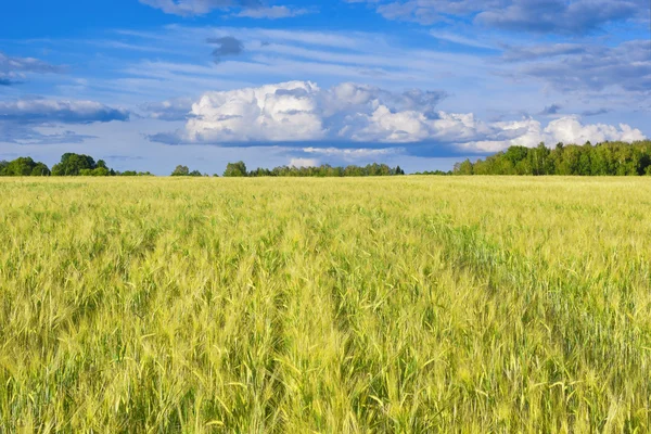 Campo d'orzo — Foto Stock