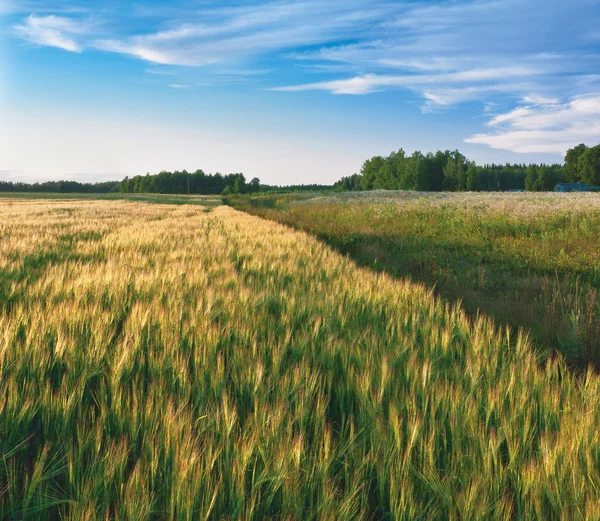 Campo d'orzo in sera — Foto Stock