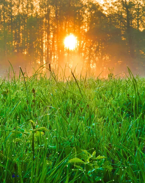 Summer sunrise — Stock Photo, Image