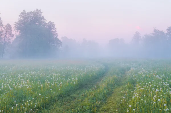 Landweg in de ochtend mist — Stockfoto