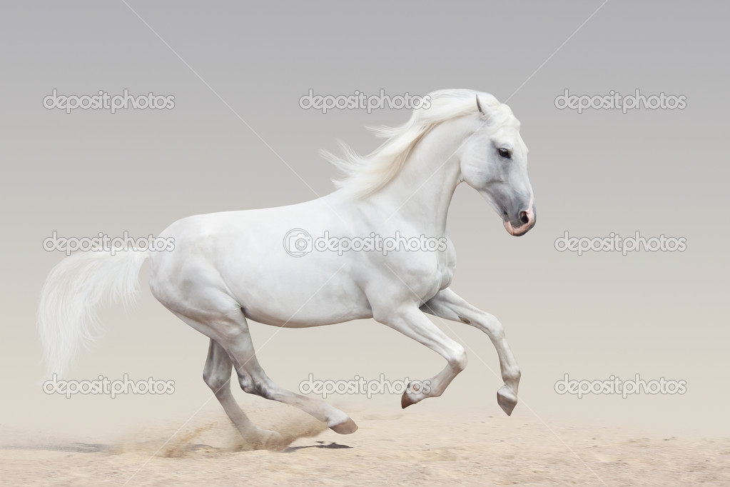 trotteur orlov