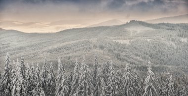 Winter landscape in polish beskidy mountains clipart