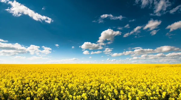 Empty canola field with cloudy sky — Stock Photo, Image