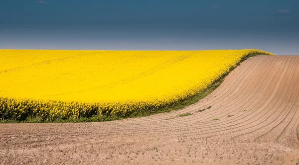 Canola field with blue sky and brown ground — Stock Photo, Image
