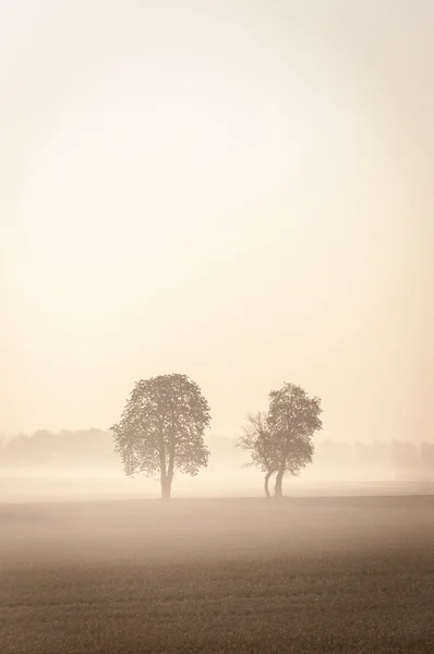 Doi copaci singuratici în ceață — Fotografie, imagine de stoc