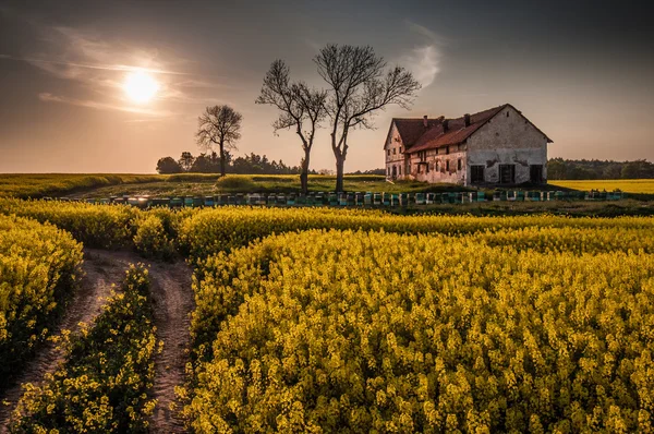 Fazenda devastada com colmeias no campo de canola Imagens Royalty-Free