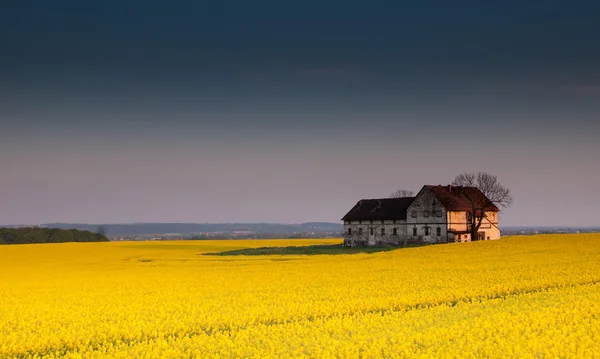 Gamla ödelade byggnaden på raps fält Stockbild