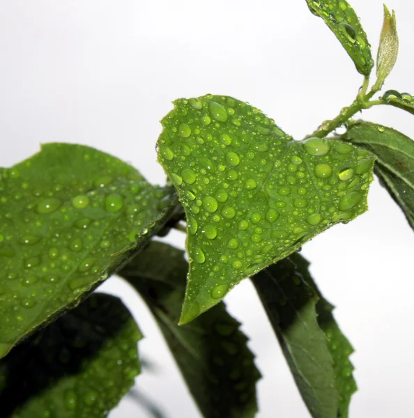 雨の後の愛します。 — ストック写真