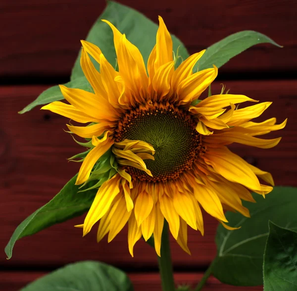 görkemli ayçiçeği