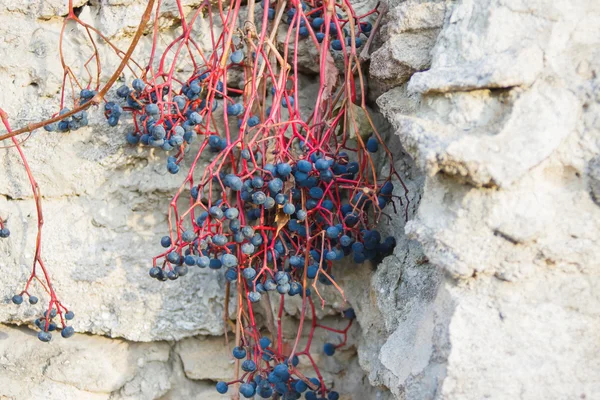 Vad szőlő a falnak — Stock Fotó