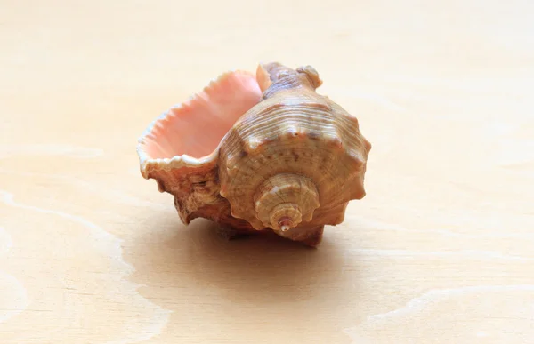 Sea ​​shell on a background of wood — Stock Photo, Image
