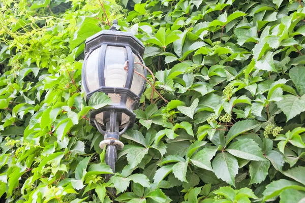 Pohled na zelené pouliční lampy a zelený list — Stock fotografie